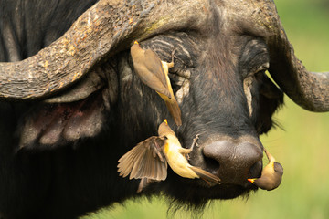 Trois piques-bœufs à bec jaune traversent le visage d& 39 un buffle du Cap