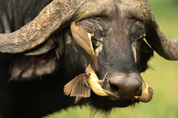 Photo sur Plexiglas Buffle Trois piques-bœufs à bec jaune traversent le visage d& 39 un buffle du Cap