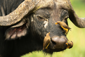 Three yellow-billed oxpeckers on Cape buffalo face