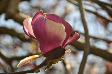 Fototapeta premium Nature 