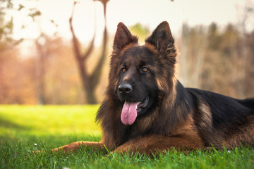 Purebred German shepherd dog lying down in the park. Horizontal with copyspace