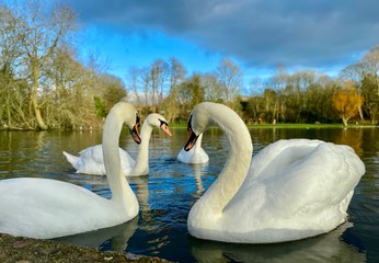 Swans gather together on a lake 