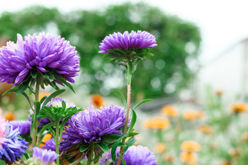 Purple flowers in a country garden. Asters. Floral background.
