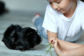 Little girl holding and feeding black guinea pig, domestic animal.