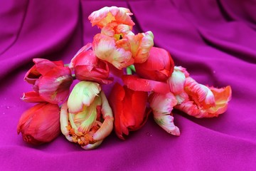 Beautiful bouquet of purple and pink tulips on fuchsia background. Close up. spring flowers, pistils and stamens. Bouquet of fresh tulips on pastel background with copy space