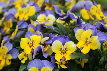 紫と黄色のパンジー