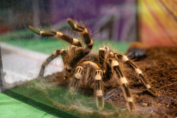 spider in terrarium