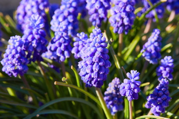 Muscari. Blue spring flower, Grape Hyacinth, Muscari racemosum. Selective focus. 