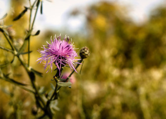 Kwiaty ostu na łące
