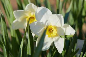 White daffodil flower blooming in the spring. Daffodil or Narcissus, white trumpet flowers