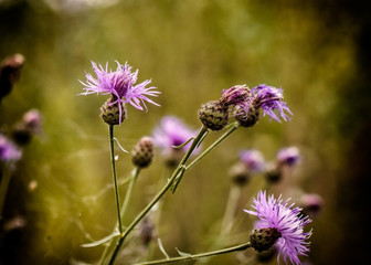 Kwiaty ostu na łące