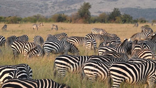 A herd of zebras graze up close in the Maasai Mara Reserve in Kenya during the Great Migration.