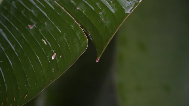 drops from a wet leaf in the middle of the jungle