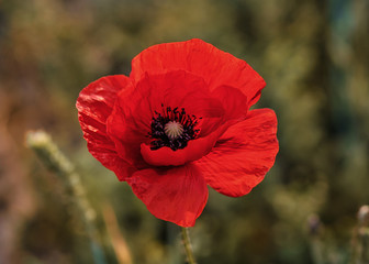 Czerwone maki na łące © Krzysztof