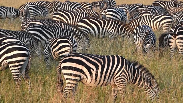 Zebras graze up close in the Maasai Mara Reserve in Kenya during the Great Migration.