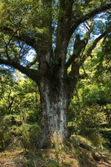 Big tree on Blue Pools Forest Walk in Otago on South Island of New Zealand
