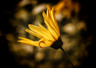 Kwiat słonecznika bulwiastego