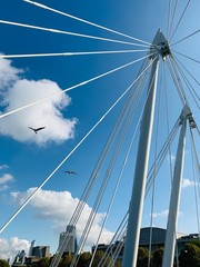 Gulls fly passed struts of a suspension bridge in London 