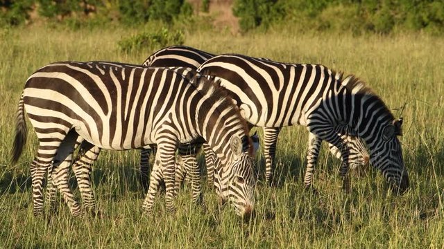 Zebras grazing and walking up close in the Maasai Mara Reserve in Kenya during the Great Migration.
