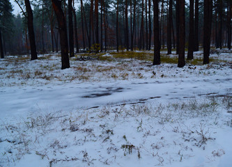 View of a snowy cold pine forest