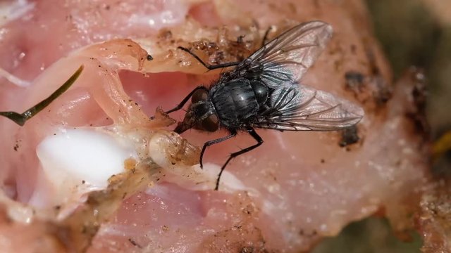 
The housefly is a fly of the suborder Cyclorrhapha. It is believed to have evolved in the Cenozoic Era, possibly in the Middle East, and has spread all over the world as a commensal of humans. 