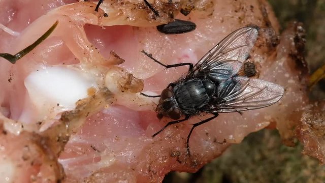 
The housefly is a fly of the suborder Cyclorrhapha. It is believed to have evolved in the Cenozoic Era, possibly in the Middle East, and has spread all over the world as a commensal of humans. 