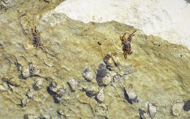 MICR pictures in Sultanate of Oman