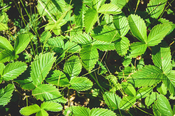Fototapeta na wymiar Strawberry leaves close-up. Natural background with leaves. Summer sunny day.