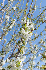 Beautifully blooming cherry trees, background with blooming flowers on a spring day.