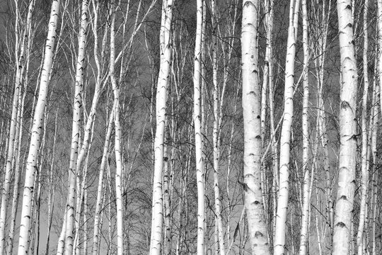 The white trunks of birches.