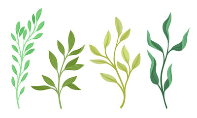 Green Branches and Sprigs with Green Leaves Vector Set