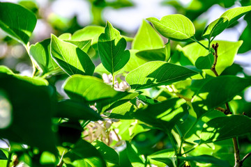 Summer landscape with green leaves. Green leaves close-up. Summer sunny day.