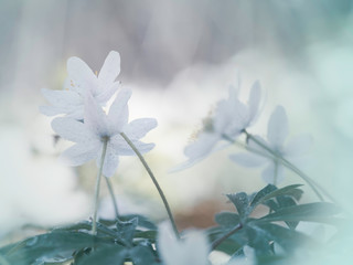 Białe wiosenne kwiaty w słoneczny dzień