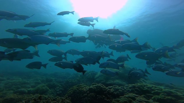 Some scuba divers are surrounded by reef fish in the deep blue ocean