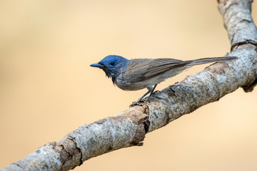 Image of Female Black-naped Monarch(Hypothymis azurea) on a tree branch on nature background. Birds. Animal.