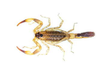 Image of brown scorpion isolated on white background. Insect. Animal.