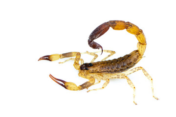 Image of brown scorpion isolated on white background. Insect. Animal.