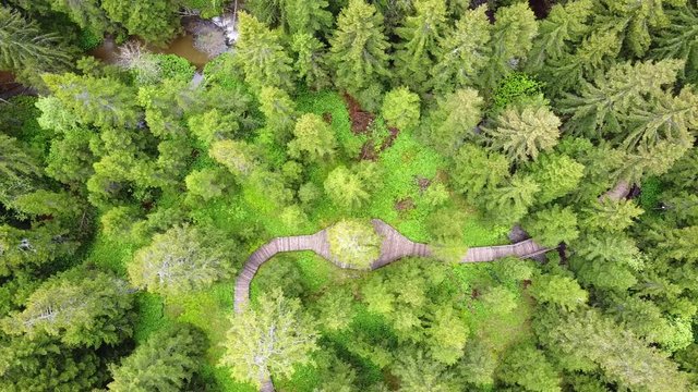 A drone shot of a path through a green forest