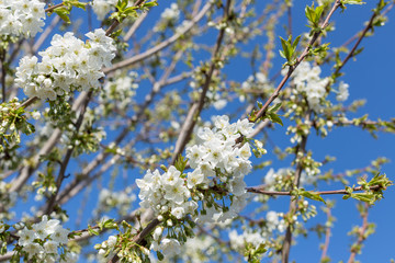 Beautifully blooming cherry trees, background with blooming flowers on a spring day.