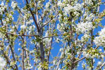 Beautifully blooming cherry trees, background with blooming flowers on a spring day.