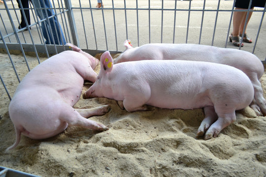 Pigs sleep in the stall. Sleeping pigs in pen at livestock fair.
