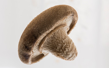 A type of Japanese mushroom : shiitake