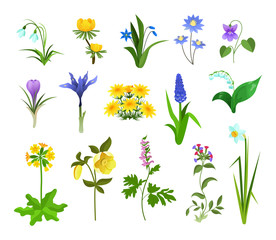 Spring plants gardening, forest and garden flowers. Nature flower spring. Wild plants and herbs collection beautiful garden. Snowdrops, crocus, narcissus, lilies, hyacinth. Vector illustration.