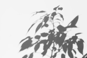 Fototapeta premium a shadow tree with leaves on a gray background. abstract image
