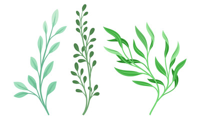 Green Branches and Sprigs with Green Leaves Vector Set