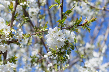 Beautifully blooming cherry trees, background with blooming flowers on a spring day.