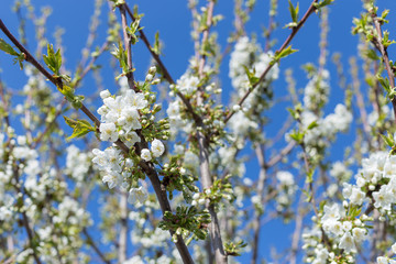 Beautifully blooming cherry trees, background with blooming flowers on a spring day.
