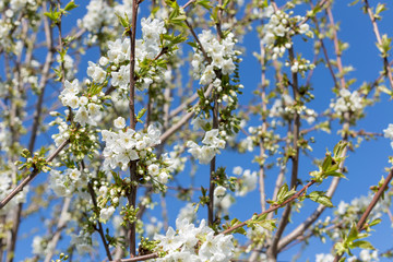 Beautifully blooming cherry trees, background with blooming flowers on a spring day.