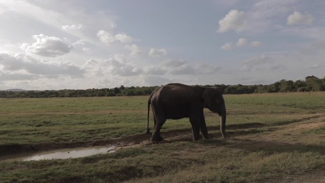 Sri Lankan elephant walking in field from left to right, wide angle, 59.94p to 23.98p slow-motion