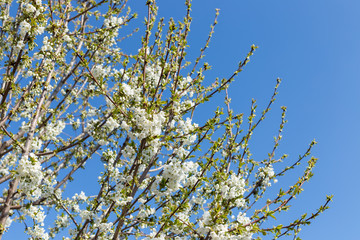 Beautifully blooming cherry trees, background with blooming flowers on a spring day.